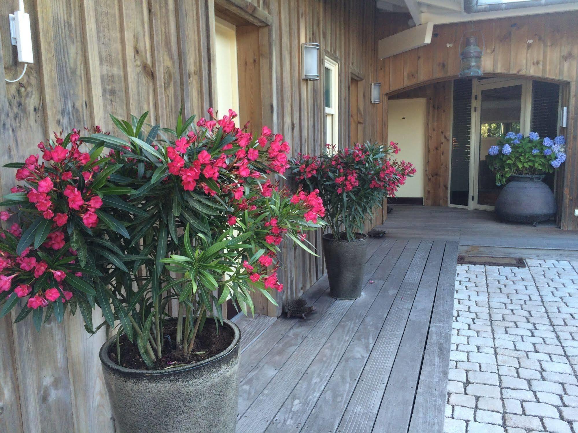 Hotel Des Dunes Lege-Cap-Ferret Exterior photo
